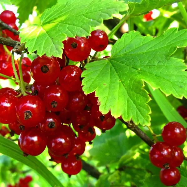 Саженцы Смородина красная Альфа