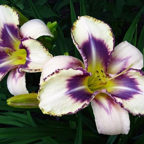 Саженцы Лилейник Dectined to See (Дектинд то Си)