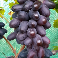 Саженцы Виноград Богатырь