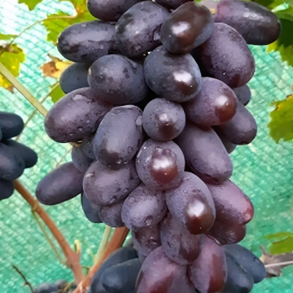 Саженцы Виноград Богатырь