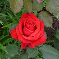 Саженцы Роза чайно-гибридная Кардинал