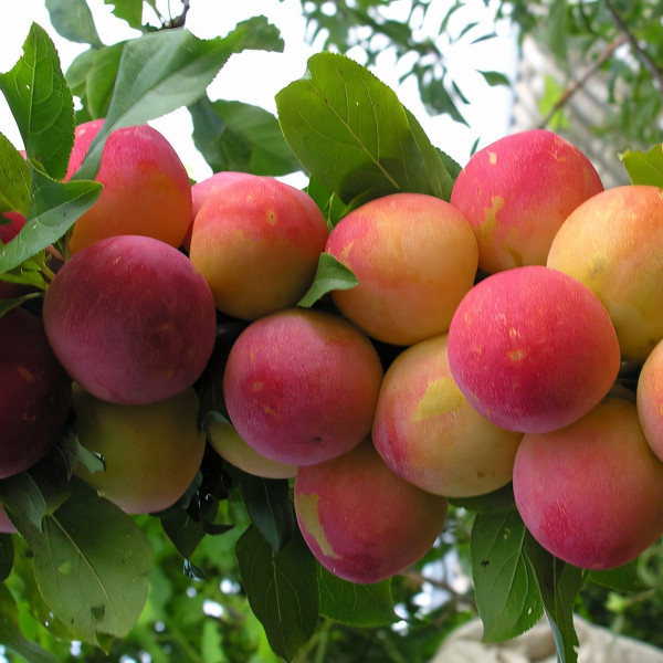 Саженцы Алыча Скороплодная