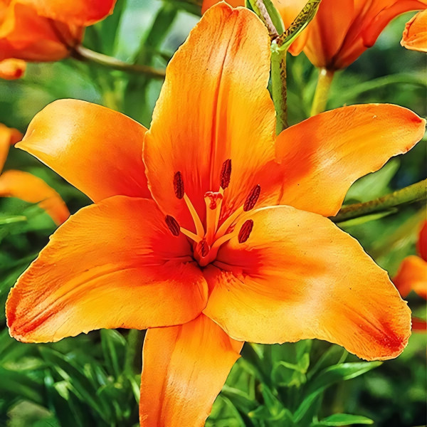 Луковицы  Лилия азиатская Brunello (Брунелло) (3шт.)