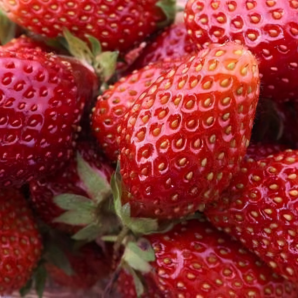 Саженцы Земляника Капри ремонтантная  (упаковка 5 шт.)