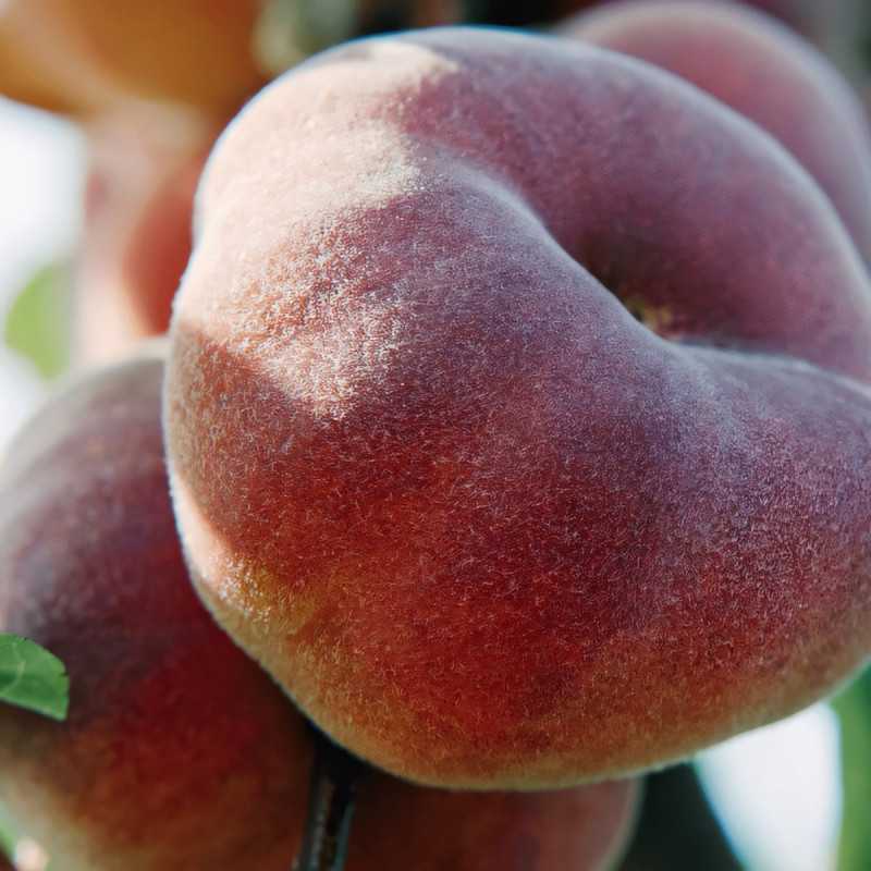 Саженцы Персик Инжирный