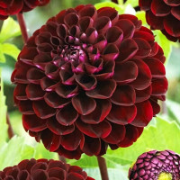 Саженцы Георгина декоративная Gideon (Гидеон)