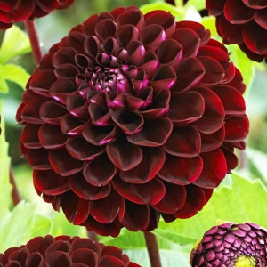 Саженцы Георгина декоративная Gideon (Гидеон)