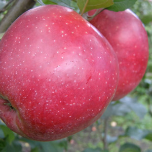 Саженцы Яблоня Джонапринц