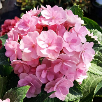 Гортензия крупнолистная You and Me Forever (Ю энд Ми Форевер)