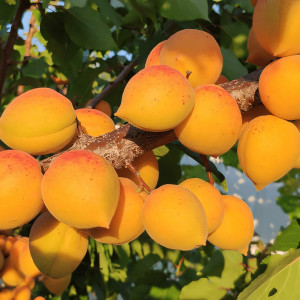 Саженцы Абрикос Голд Рич