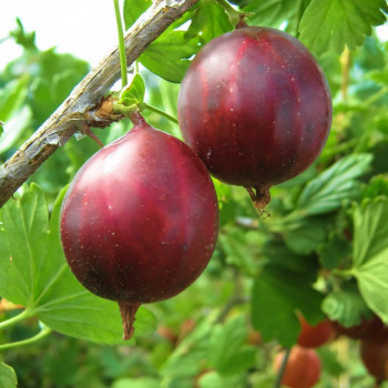 Саженцы Крыжовник Ленинградец