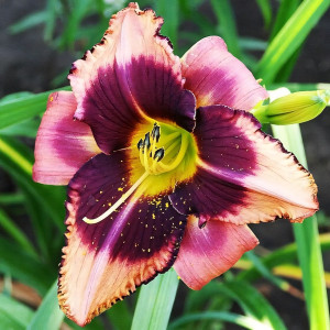 Саженцы Лилейник Mask of Time (Маск оф Тайм)