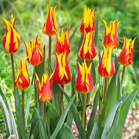 Луковицы Тюльпан лилиецветный Байсайд Флэйм (в упаковке - 3шт.)