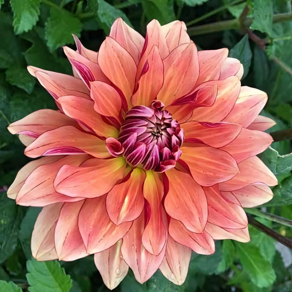 Саженцы Георгина декоративная низкорослая Miss Brandy (Мисс Брэнди)