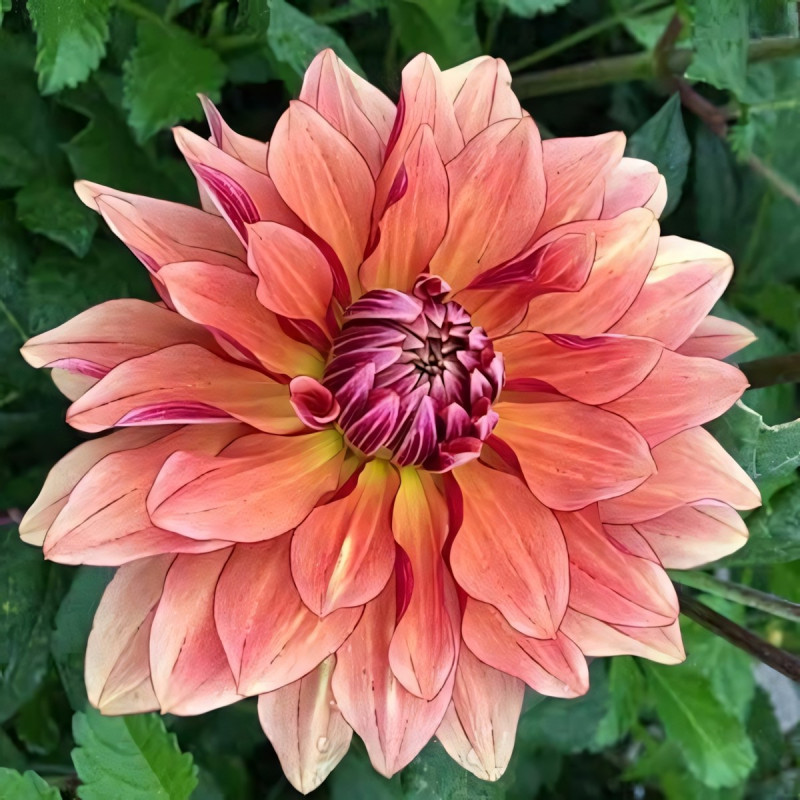 Саженцы Георгина декоративная низкорослая Miss Brandy (Мисс Брэнди)