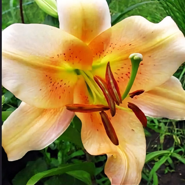 Луковицы Саженцы Лилия ОТ гибрид Sabaneta (Сабанета) (3шт.)