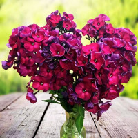 Саженцы Флокс метельчатый Эсмеральда