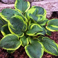 Саженцы Хоста Unforgettable (Анфогетабл) L