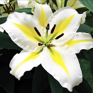  Лилия восточная Legend (Легенда)