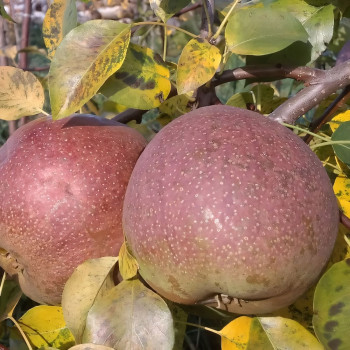 Саженцы Груша Бере Русская