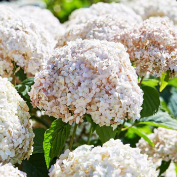 Гортензия древовидная Candybelle Marshmallow (Кандибелле Маршмэллоу)