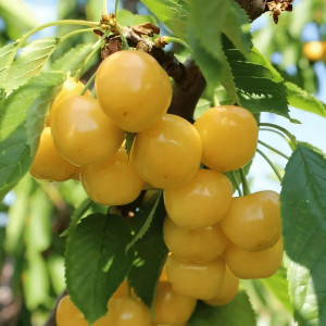 Саженцы Черешня Ленинградская желтая