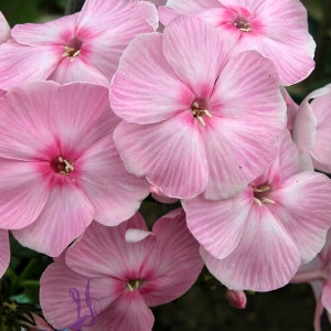 Саженцы Флокс метельчатый Катенька-Катюша