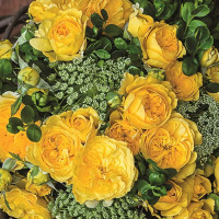 Саженцы Роза флорибунда Инка