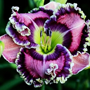 Саженцы Лилейник Moving Pictures (Мувинг Пикчас)