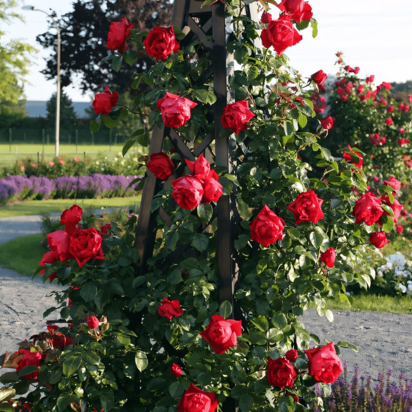 Саженцы Роза плетистая Флорентина