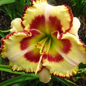 Саженцы Лилейник Lady Betty Fretz (Леди Бетти Фретц)