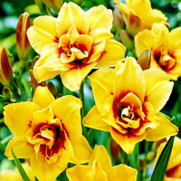 Саженцы Лилейник Mount Helena (Маунт Хелена)