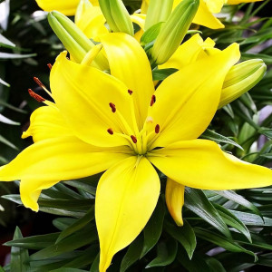  Лилия азиатская Yellow County (Йеллоу Каунти)