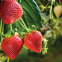 Саженцы Земляника Ирма, 5шт.