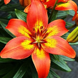  Лилия Бернинг Джой