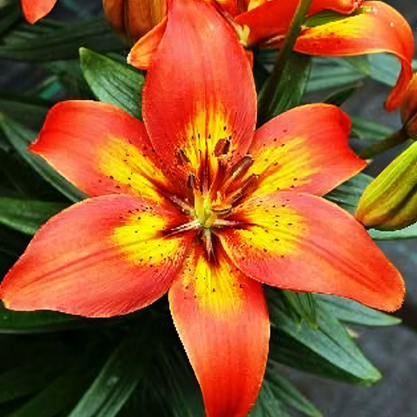 Луковицы  Лилия Бернинг Джой (3шт.)