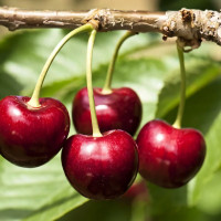 Саженцы Вишня Лебедянская