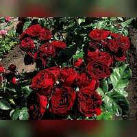 Саженцы Роза спрей Ред Сенсейшн