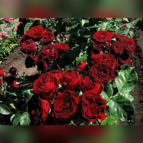 Саженцы Роза спрей Ред Сенсейшн