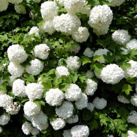 Саженец Гортензия древовидная Strong Annabelle (Стронг Аннабель)