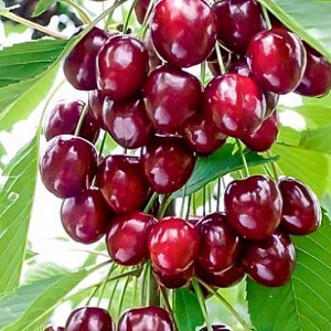 Саженцы Колоновидная вишня