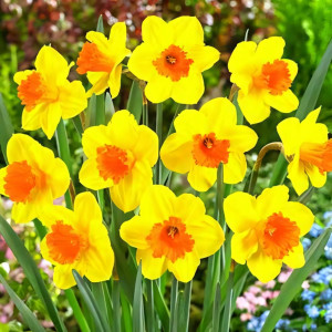 Нарцисс крупноцветковый Пимпернел (в упаковке - 3шт.)