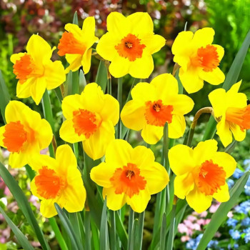 Нарцисс крупноцветковый Пимпернел (в упаковке - 3шт.)