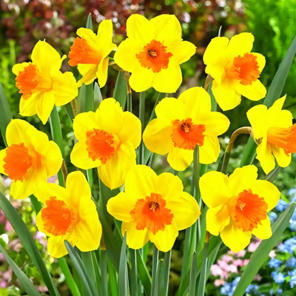 Луковицы Нарцисс крупноцветковый Пимпернел (в упаковке - 3шт.)