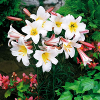 Луковицы  Лилия трубчатая Regale Album (Регале Албум) (3шт.)