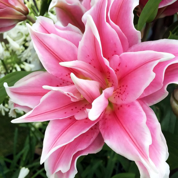 Луковицы  Лилия махровая восточная Roselily Olympia (Розели Олимпия) (3шт.)