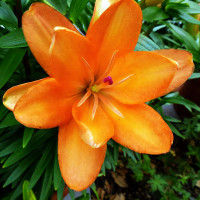 Луковицы  Лилия азиатская Tiny Double Dutch (Тайни Дабл Датч) (3шт.)