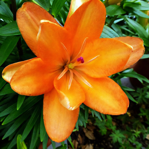 Луковицы  Лилия азиатская Tiny Double Dutch (Тайни Дабл Датч) (3шт.)