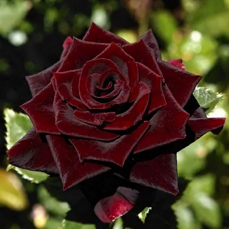 Саженцы Роза чайно-гибридная Черный Принц