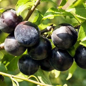 Саженцы Слива Дымчатка